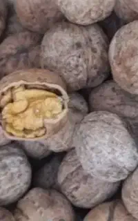 گردو تویسرکان مغز عالی