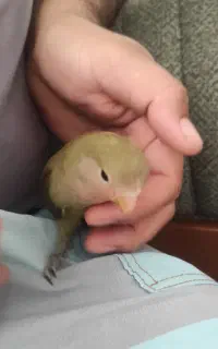 جوجه طوطی پاکوتاه(برزیلی)