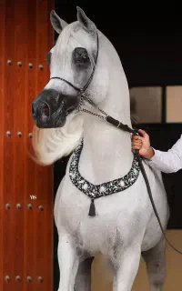 باشگاه سوارکاری آذرخش