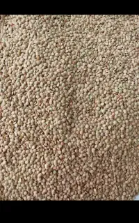 عدس امسال تمیز و درجه یک