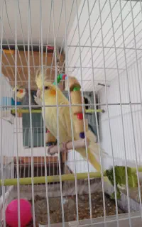 عروس هلندی