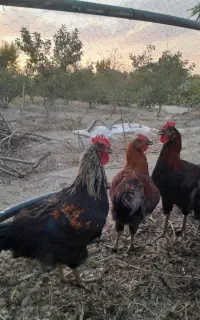 خروس بلک استار