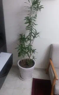 دو عدد گل آپارتمانی طبیعی کنار سالنی  سرحال شاداب