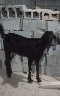 بز ابستن