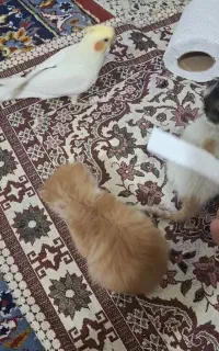 عروس هلندی جنسیت نر بازیگوش و‌سخنگو