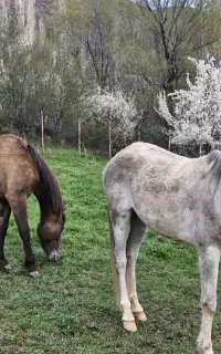 مادیان ۷ ساله ارام همراه با کره مادیان دو ساله