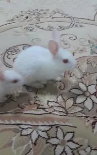خرگوش