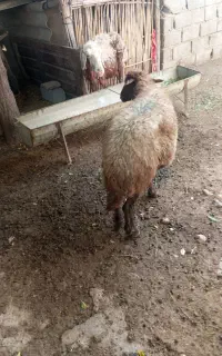 گوسفند میانسال 3ماه آبس