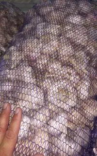 سیر خشگ درشت دشت مغان