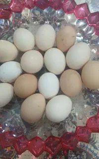 تخم مرغ محلی