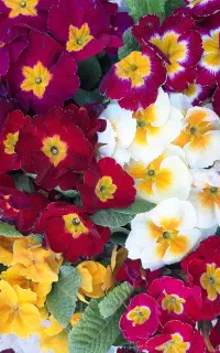 خدمات فضای سبز، باغبانی و فروش نهال در چالوس