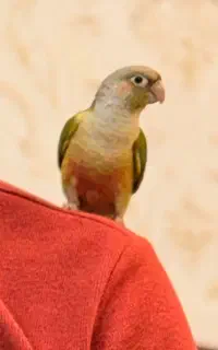 گرینچیک گمشده.