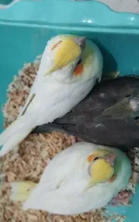 عروس هلندی یکماه