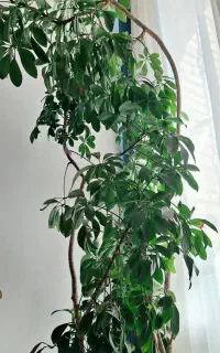 گل ۵انگشت