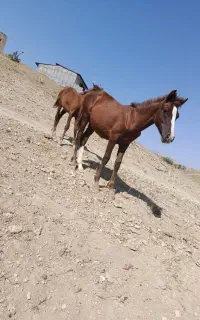 کره اسب نژاد دار اصیل ترک