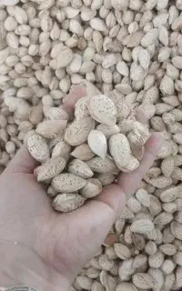 کارگر خانوم برای کارگاه بادام
