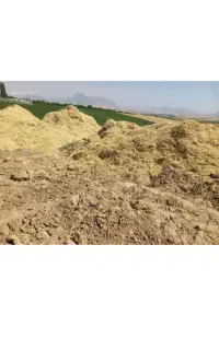کاه نخود