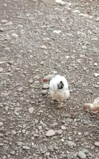 مرغ برهما دوعدد