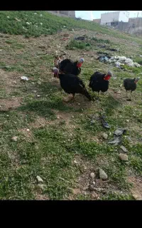 بوقلمون نر چاق