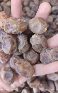 خرما