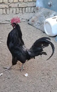 خروس محلی