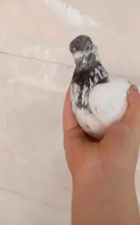 کبوتر پرشی بشرط