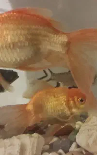 فروش اکواریوم