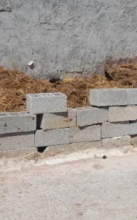 پهن گاوی