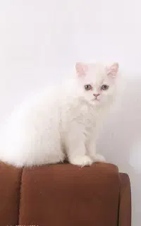 گربه ی پرشین اصیل