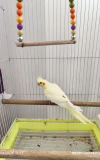 جوجه عروس لوتینو