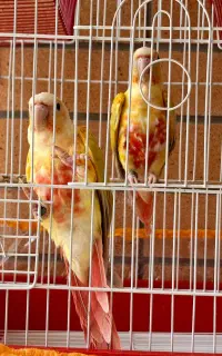 جفت ردچیک (گرینچیک)