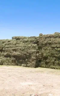 یونجه درجه یک کلی و جزئی