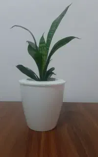 سانسوریا سبز