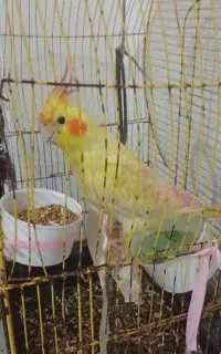 عروس هلندی
