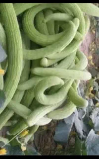 خیار‌چنبر‌۸۳کیلو‌تازه‌