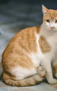 معاوضه گربه نژادDSHبا پرنده یا هرچی ک ب دردم بخوره