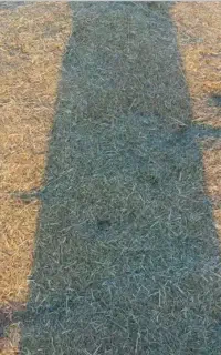 یونجه خورد شده