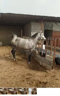 فروش مادیان کره ی پهلوان قدیری