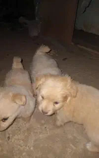 تعدادی پاکوتاه