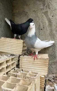 باخت دادم