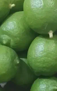 خریدارلیمو