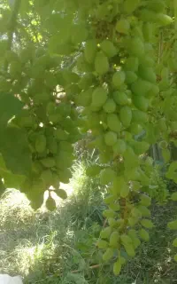 غوره ..انگور