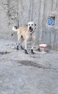 سگ پژدر