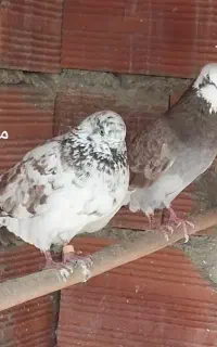کبوتر فروشی