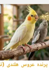 یک عروس هلندی پیدا شده