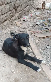 سگ .