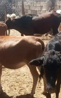 گوساله