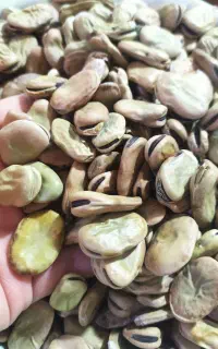 باقله امسال