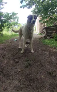 سگ مناسب گله و نگهبانی یک ساله نشده