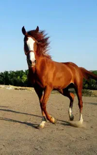 اسب عرب ترک معاوضه با موتور